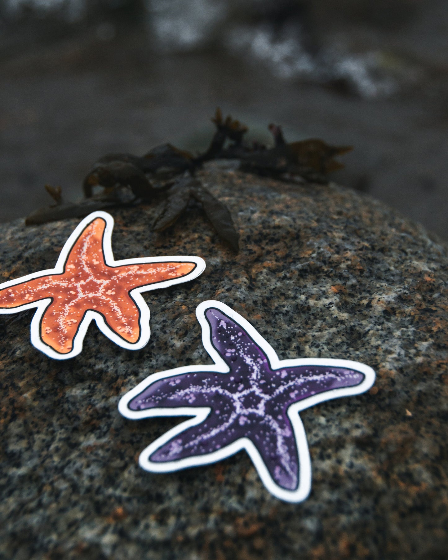 Waterproof Vinyl Sticker - Orange Starfish